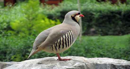 گوشت کبک و سرطان و کاهش ابتلا به سرطان با خوردن گوشت کبک گوشت کبک و سرطان ؛ کاهش ابتلا به سرطان با خوردن گوشت کبک