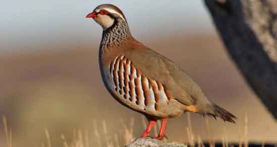 گوشت کبک چه خواصی دارد و حفظ سلامتی بدن با خوردن گوشت کبک گوشت کبک چه خواصی دارد ؛ حفظ سلامتی بدن با خوردن گوشت کبک