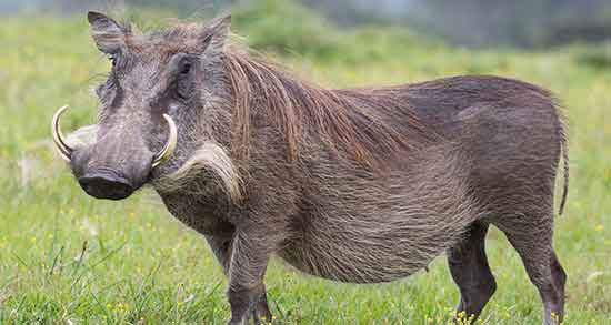 گوشت گراز حلال یا حرام و خوردن گوشت گراز چه حکمی دارد؟ گوشت گراز حلال یا حرام ؛ خوردن گوشت گراز چه حکمی دارد؟