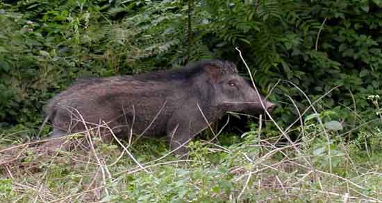 گوشت گراز چرا حرام است و به چه دلایلی خوردن گوشت گراز در اسلام حرام است؟ گوشت گراز چرا حرام است ؛ به چه دلایلی خوردن گوشت گراز در اسلام حرام است؟