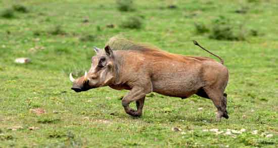 گوشت گراز چه حکمی دارد و خوردن گوشت گراز حلال است یا حرام؟ گوشت گراز چه حکمی دارد ؛ خوردن گوشت گراز حلال است یا حرام؟