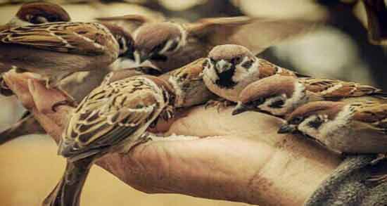 گوشت گنجشک برای نوزاد و بهبود رشد نوزادان با مصرف گوشت گنجشک گوشت گنجشک برای نوزاد ؛ بهبود رشد نوزادان با مصرف گوشت گنجشک