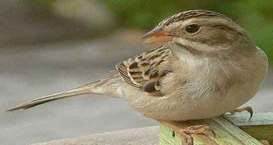 گوشت گنجشک در بارداری و خواص و مضرات مصرف گوشت گنجشک برای زن باردار گوشت گنجشک در بارداری ؛ خواص و مضرات مصرف گوشت گنجشک برای زن باردار