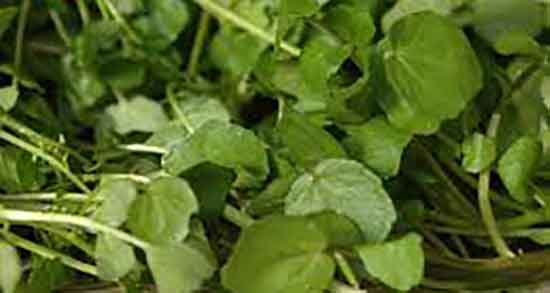 گیاه آب تره ؛ فواید مصرف اب تره در زنان باردار برای زیبایی جنین گیاه آب تره ؛ فواید مصرف اب تره در زنان باردار برای زیبایی جنین