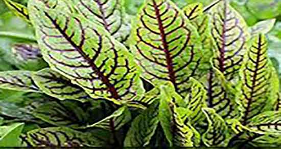 گیاه ترشک برای زردی نوزاد و درمان زردی نوزاد با مصرف گیاه ترشک گیاه ترشک برای زردی نوزاد ؛ درمان زردی نوزاد با مصرف گیاه ترشک