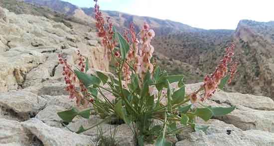 گیاه ترشک برای پوست و خاصیت درمانی لک های پوستی با خوردن ترشک گیاه ترشک برای پوست ؛ خاصیت درمانی لک های پوستی با خوردن ترشک