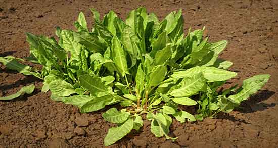 گیاه ترشک برای چه خوب است و ایا گیاه ترشک برای لاغری مفید است گیاه ترشک برای چه خوب است ؛ ایا گیاه ترشک برای لاغری مفید است