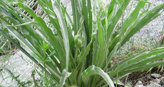 گیاه شنگ کولیت ؛ خاصیت مصرف گیاه شنگ برای درمان کولیت روده گیاه شنگ کولیت ؛ خاصیت مصرف گیاه شنگ برای درمان کولیت روده