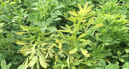 یونجه برای بلدرچین ؛ نحوه دادن تخم یونجه به بلدرچین چگونه است یونجه برای بلدرچین ؛ نحوه دادن تخم یونجه به بلدرچین چگونه است