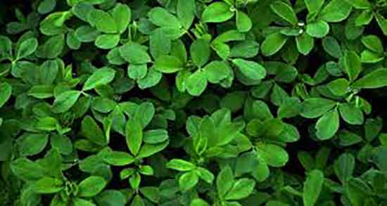 یونجه برای خرگوش ؛ خرید یونجه برای غذای خرگوش در اصفهان یونجه برای خرگوش ؛ خرید یونجه برای غذای خرگوش در اصفهان