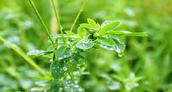 یونجه برای مرغ عشق ؛ خاصیت مصرف دانه یونجه برای مرغ عشق یونجه برای مرغ عشق ؛ خاصیت مصرف دانه یونجه برای مرغ عشق