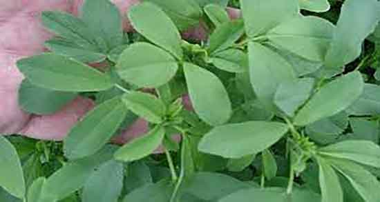 یونجه برای مرغ و طریقه مصرف یونجه برای مرغ تخمگذار چگونه است یونجه برای مرغ ؛ طریقه مصرف یونجه برای مرغ تخمگذار چگونه است