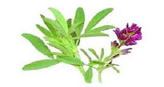 یونجه برای پلاکت خون ؛ درمان گیاهی پلاکت پایین با مصرف یونجه یونجه برای پلاکت خون ؛ درمان گیاهی پلاکت پایین با مصرف یونجه