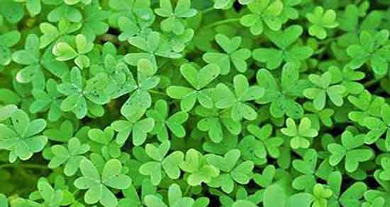 یونجه برای کم خونی و عرق یونجه برای کم خونی خوب است یا نه یونجه برای کم خونی ؛ عرق یونجه برای کم خونی خوب است یا نه