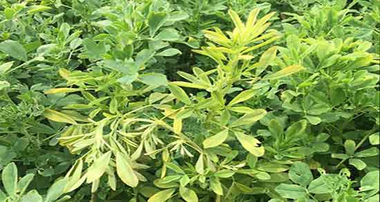 یونجه خشک بهتر است یا تازه ؛ ارزش غذایی یونجه خشک بیشتره یا نه یونجه خشک بهتر است یا تازه ؛ ارزش غذایی یونجه خشک بیشتره یا نه