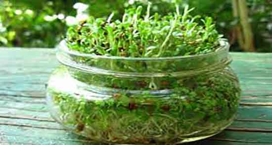 یونجه در بارداری و ایا خوردن یونجه در دوران بارداری زنان ضرر دارد ؟ یونجه در بارداری ؛ ایا خوردن یونجه در دوران بارداری زنان ضرر دارد ؟