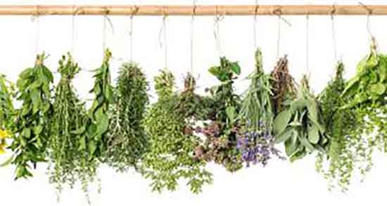 یونجه در طب سنتی ؛ خواص مصرف عرق یونجه از نظر طب سنتی یونجه در طب سنتی ؛ خواص مصرف عرق یونجه از نظر طب سنتی