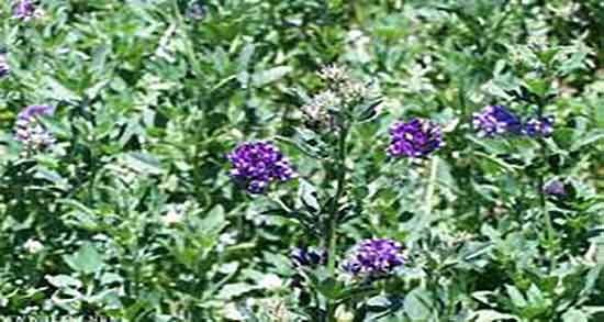 یونجه و خواص آن ؛ خاصیت مصرف یونجه برای تقویت بینایی کودکان یونجه و خواص آن ؛ خاصیت مصرف یونجه برای تقویت بینایی کودکان