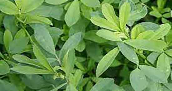 یونجه و دیابت و خاصیت مصرف یونجه وحشی برای کنترل قند خون یونجه و دیابت ؛ خاصیت مصرف یونجه وحشی برای کنترل قند خون