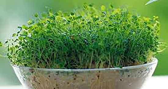 یونجه و سرکه و ایا خوردن یونجه و سرکه در دوران بارداری خوب است یونجه و سرکه ؛ ایا خوردن یونجه و سرکه در دوران بارداری خوب است