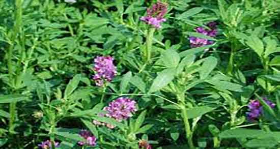 یونجه و شبدر و دستور تهیه جوانه یونجه و شبدر به روش خانگی یونجه و شبدر ؛ دستور تهیه جوانه یونجه و شبدر به روش خانگی