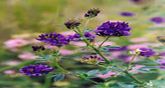 یونجه و چاقی و خواص عرق یونجه برای چاقی صورت خوبه یا نه یونجه و چاقی ؛ خواص عرق یونجه برای چاقی صورت خوبه یا نه