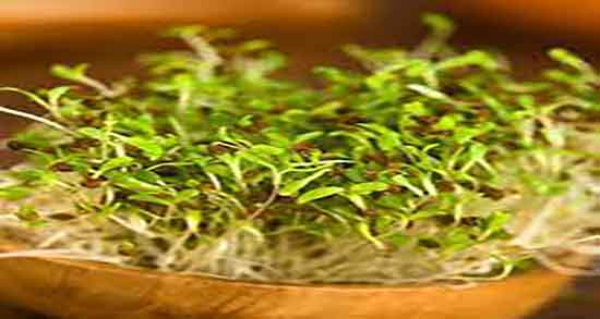 یونجه و کاهش قند خون و مصرف یونجه برای کنترل قند خون بدن یونجه و کاهش قند خون ؛ مصرف یونجه برای کنترل قند خون بدن