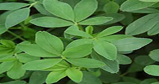 یونجه و کبد چرب و ایا مصرف یونجه برای درمان کبد چرب مفید است یونجه و کبد چرب ؛ ایا مصرف یونجه برای درمان کبد چرب مفید است