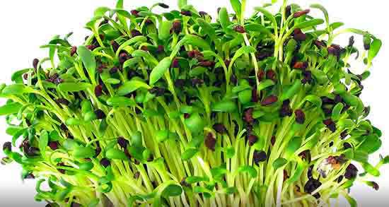 یونجه چیست و یونجه تیموتی چیست + طبع یونجه وحشی چیست یونجه چیست ؛ یونجه تیموتی چیست + طبع یونجه وحشی چیست