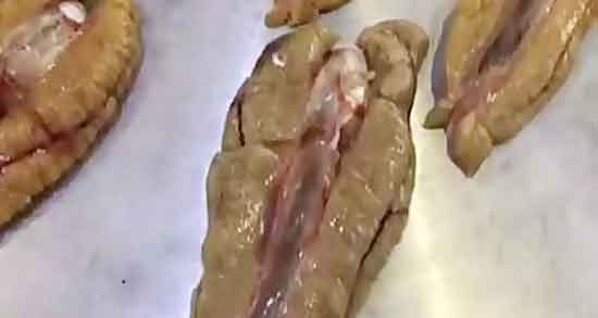 اشپل ماهی برای کودکان و اشپل ماهی بهترین ماهی برای کودک اشپل ماهی برای کودکان ؛ اشپل ماهی بهترین ماهی برای کودک