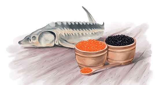 اشپل ماهی قزل آلا در بارداری و فواید مصرف اشپل ماهی قزل الا چیست اشپل ماهی قزل آلا در بارداری ؛ فواید مصرف اشپل ماهی قزل الا چیست