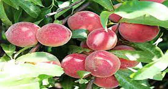 ایا هلو برای یبوست خوب است و خاصیت هلو انجیری برای درمان یبوست ایا هلو برای یبوست خوب است ؛ خاصیت هلو انجیری برای درمان یبوست