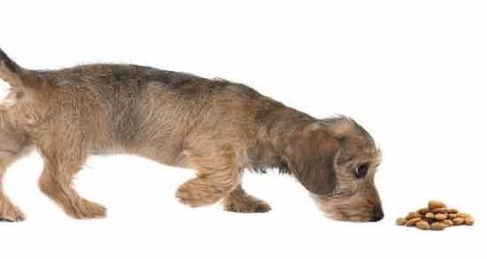 بادام برای سگ و آیا دادن بادام به سگ مفید است یا مضر؟ بادام برای سگ ؛ آیا دادن بادام به سگ مفید است یا مضر؟