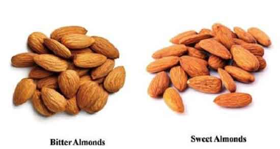 بادام تلخ و شیرین و مقایسه خواصو تفاوت های بادام تلخ با بادام شیرین بادام تلخ و شیرین ؛ مقایسه خواصو تفاوت های بادام تلخ با بادام شیرین