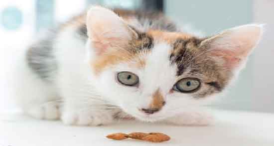 بادام زمینی برای گربه و خواص و مضرات استفاده از بادام زمینی برای تغذیه گربه بادام زمینی برای گربه ؛ خواص و مضرات استفاده از بادام زمینی برای تغذیه گربه