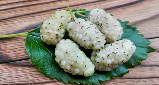 توت سفید برای نوزادان و آیا توت سفید باعث ایجاد حساسیت در نوزاد می شود؟ توت سفید برای نوزادان ؛ آیا توت سفید باعث ایجاد حساسیت در نوزاد می شود؟