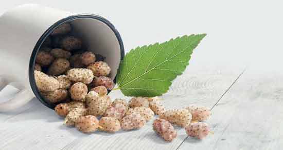 توت سفید برای کودک یک ساله و وجود مواد مغذی در توت سفید مفید برای رشد کودک توت سفید برای کودک یک ساله ؛ وجود مواد مغذی در توت سفید مفید برای رشد کودک