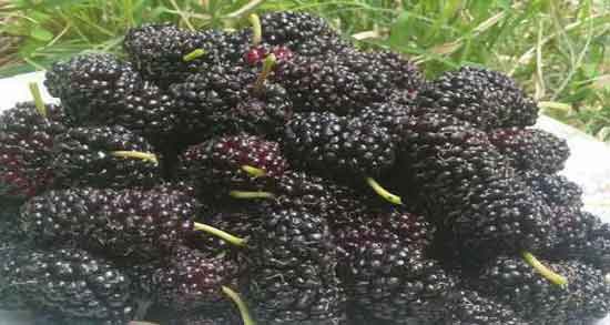 توت سیاه برای دیابت و تاثیر خوردن توت سیاه برای تنظیم سطح قند خون توت سیاه برای دیابت ؛ تاثیر خوردن توت سیاه برای تنظیم سطح قند خون