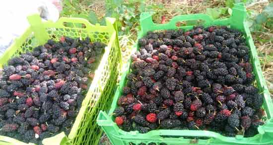 توت سیاه برای زن باردار خوبه و جلوگیری از ابتلا به دیابت بارداری با مصرف توت سیاه توت سیاه برای زن باردار خوبه ؛ جلوگیری از ابتلا به دیابت بارداری با مصرف توت سیاه