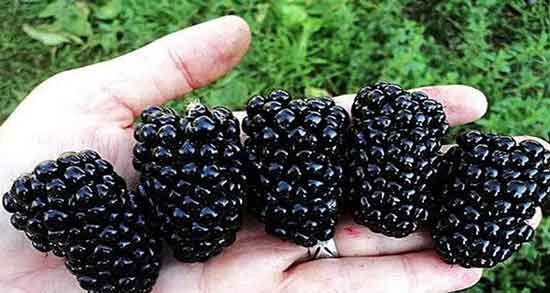 توت سیاه برای چی خوبه و خواص دارویی خوردن توت سیاه برای سلامت توت سیاه برای چی خوبه ؛ خواص دارویی خوردن توت سیاه برای سلامت