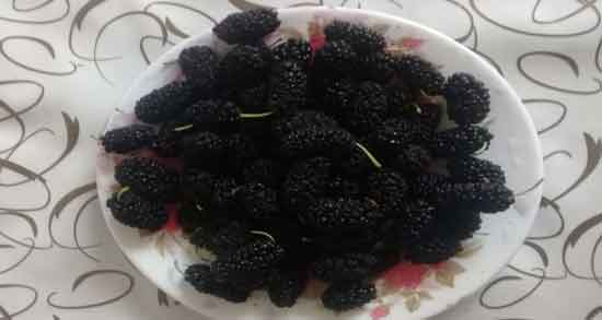 توت سیاه برای کرونا خوبه ؛ خواص درمانی مصرف توت سیاه برای پیشگیری از ابتلا به کرونا توت سیاه برای کرونا خوبه ؛ خواص درمانی مصرف توت سیاه برای پیشگیری از ابتلا به کرونا