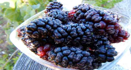 توت سیاه و بارداری ؛ آیا خوردن توت سیاه برای زن باردار مفید است یا مضر توت سیاه و بارداری ؛ آیا خوردن توت سیاه برای زن باردار مفید است یا مضر