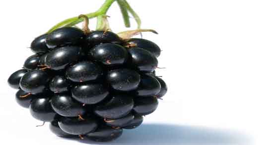 توت سیاه و فشار خون و توت سیاه بهترین ماده غذایی برای کاهش فشار خون توت سیاه و فشار خون ؛ توت سیاه بهترین ماده غذایی برای کاهش فشار خون