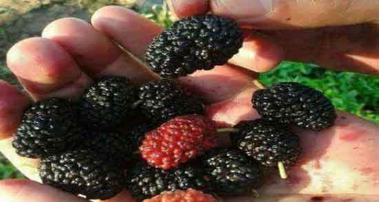 توت سیاه و یبوست ؛ تاثیر خوردن توت سیاه برای درمان و پیشگیری از یبوست توت سیاه و یبوست ؛ تاثیر خوردن توت سیاه برای درمان و پیشگیری از یبوست