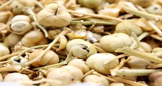 خواص اسپند از نظر دکتر اکبری ؛ بررسی خاصیت درمانی اسپند از دیدگاه دکتر اکبری خواص اسپند از نظر دکتر اکبری ؛ بررسی خاصیت درمانی اسپند از دیدگاه دکتر اکبری