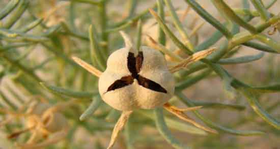 خواص اسپند خوراکی ؛ آشنایی با خواص درمانی مصرف اسپند خوراکی خواص اسپند خوراکی ؛ آشنایی با خواص درمانی مصرف اسپند خوراکی