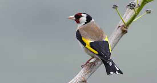 خواص بادام برای سهره و ارزش غذایی و خاصیت استفاده از بادام برای تغذیه سهره خواص بادام برای سهره ؛ ارزش غذایی و خاصیت استفاده از بادام برای تغذیه سهره