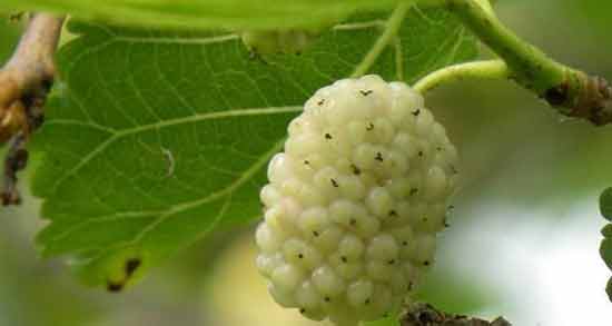 خواص توت سفید برای دیابت و کاهش قند خون افراد دیابتی با مصرف توت سفید خواص توت سفید برای دیابت ؛ کاهش قند خون افراد دیابتی با مصرف توت سفید