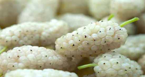 خواص توت سفید برای کبد و خاصیت دارویی توت سفید تازه برای بیماری های کبد خواص توت سفید برای کبد ؛ خاصیت دارویی توت سفید تازه برای بیماری های کبد