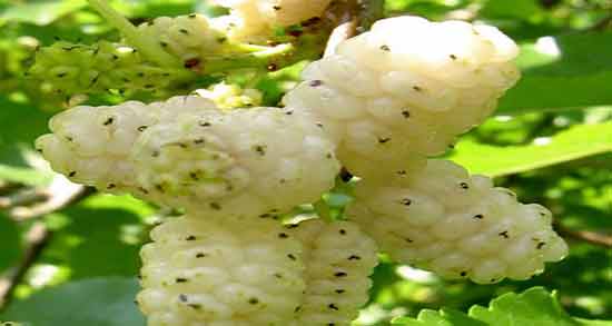 خواص توت سفید برای کودکان و درمان کم خونی کودکان با مصرف توت سفید خواص توت سفید برای کودکان ؛ درمان کم خونی کودکان با مصرف توت سفید